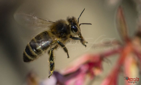 Makro Insekten Bienen Fotografie 