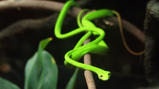 Green, Singapore zoo