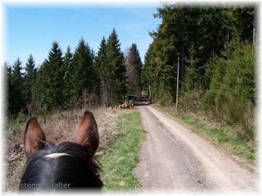 Wer werkelt da im Wald?