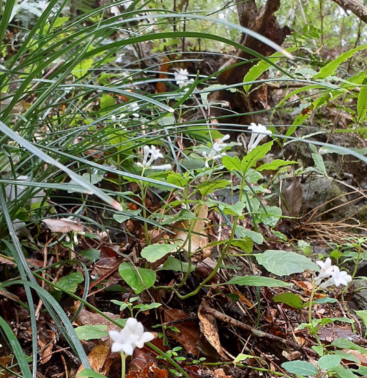 ①　サツマイナモリ