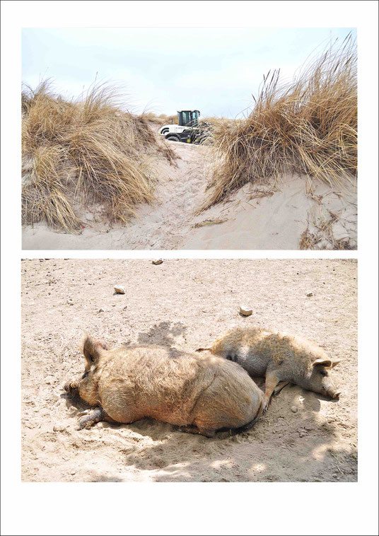 Digger between the dunes in Warnemünde | Two pigs taking a nap at the animal park Sababurg in Reinhardswald