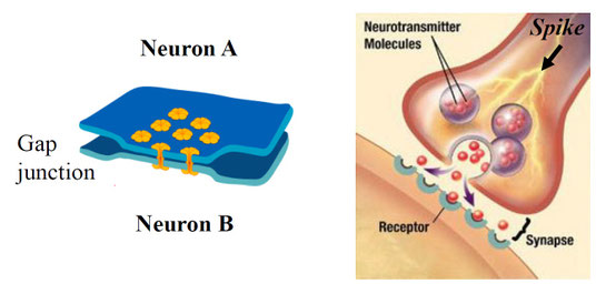 Computational Neuroscience Week1 知識のサラダボウル