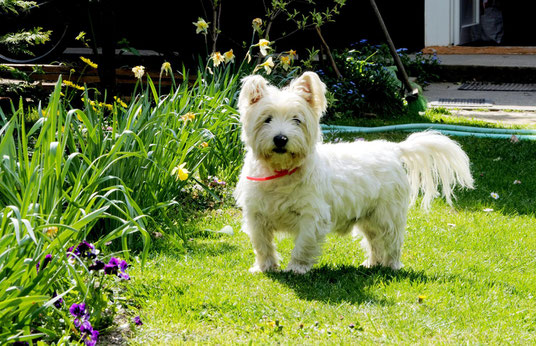 Das ist ein West Highland White Terrier (Westie)