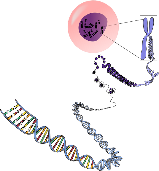 Chromosome mit DNA