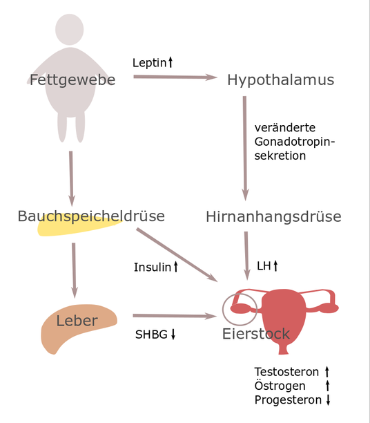 welche hormone zum abnehmen