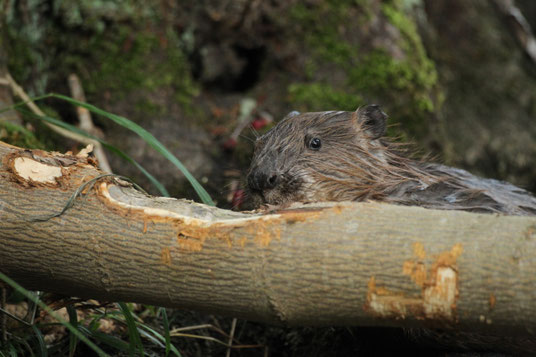 Biber mit angeknabberten Holzstamm