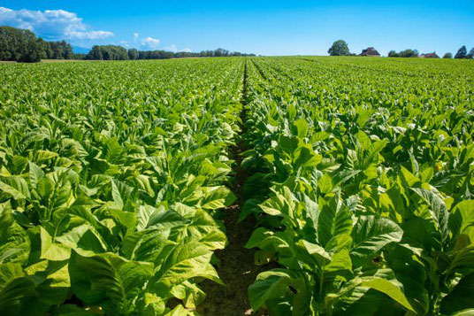 The tobacco plant