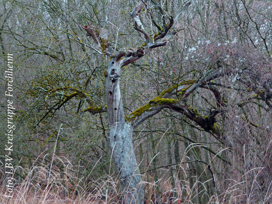 Alter Baum mit Spechthöhlen (Foto: Ute Wild)