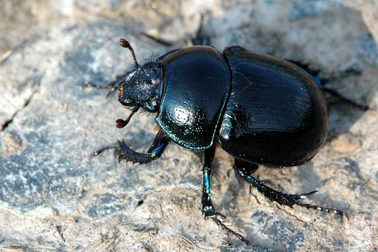 Waldmistkäfer (Anoplotrupes stercorosus)