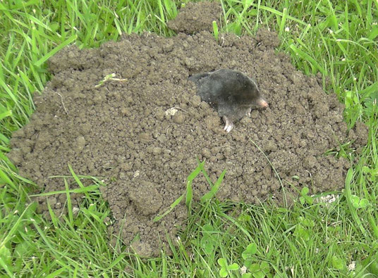 Maulwurf (Talpa europaea) schaut aus einem Maulwurfshügel