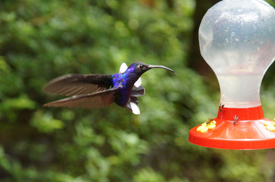 Der Kolibri spielt im Flug.