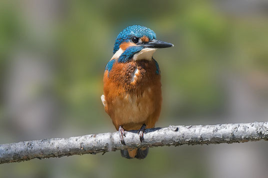 Kormoran fliegt im blauen Himmel.
