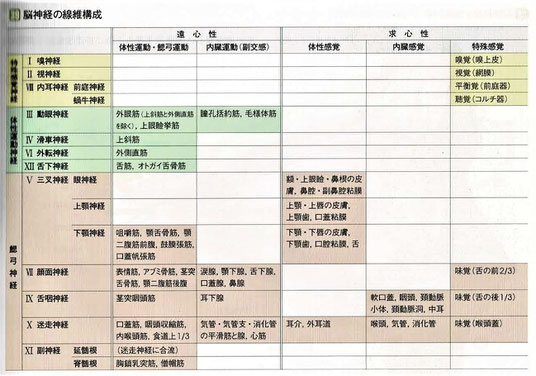 脳神経の線維構成