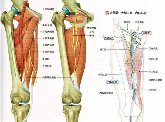 大腿管、大腿三角、内転筋管