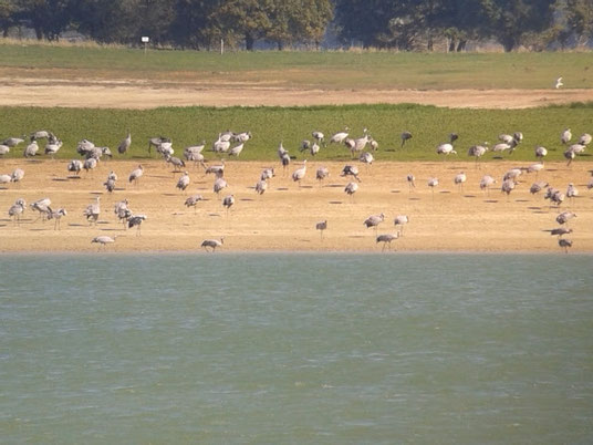 Environ 2500 Grues cendrées au Lac du Der le 30 septembre 2015