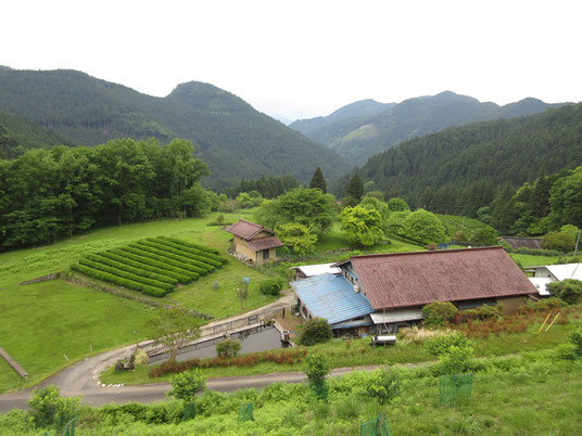 御園の茶畑を見下ろす　山の向こうは静岡県らしい