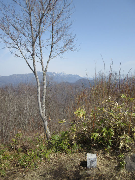 山頂の三角点 一本の優しげな木の向こうに見えるのは戸隠の山稜と奥に高妻山