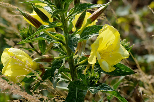 Une haie adaptée à son jardin Image