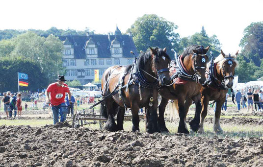 Dreispänner auf der PferdeStark beim Pflügen