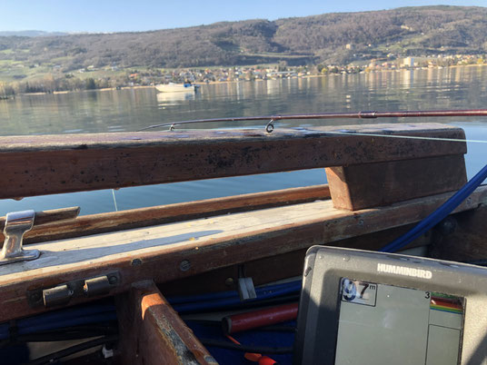 Felchen satt im Bielersee, wir fischten mit diversen Gamben/Hegenen und konnten so im Bielersee die Felchen verhaften