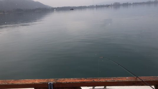 Felchen; Bielersee, Renken, Gambe, Hegene, Felchenrute, Angeln, Boot, Fischen, Blog, Bielersee