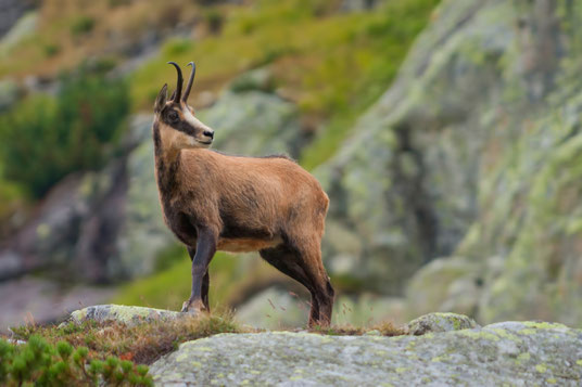 Wildtier Gämse (Gams, Gamswild) im Gebirge im Alpenraum (Bayerische Alpen) in freier Natur (Naturschutz)