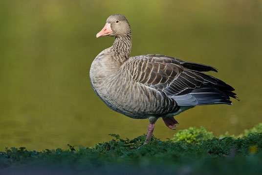 Graugans (Foto: Thomas Hafen - www.natur-fotografieren.de)