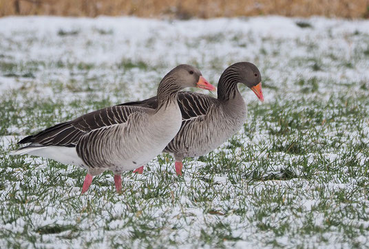 Graugans (Foto: Antje Geigenberger) 