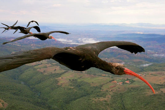 Waldrappe neben dem Fluggerät (Foto: Markus Unsöld)