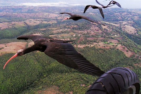 Fliegende Waldrappe neben dem Fluggerät (Foto: Markus Unsöld)