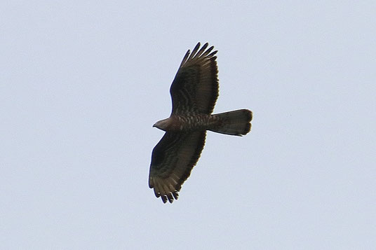 Wespenbussard (Foto: Peter Witzan) 