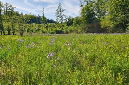 Foto: Barthwiese, Claudius Birke