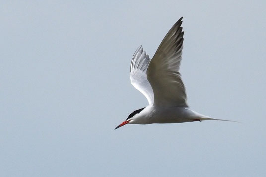 fliegende Flussseeschwalbe am Starnberger See 