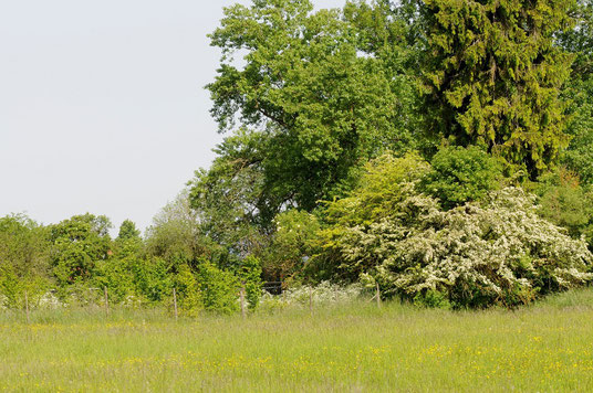 Typischer Brutlebensraum des Gelbspötters (Foto: Dr. Eberhard Pfeuffer, LBV Bildarchiv)