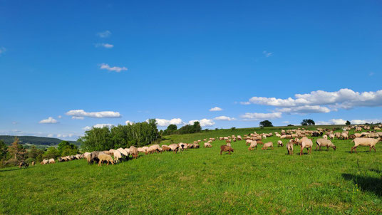 ©Landschaftspflegeverband Neustadt a.d. Aisch - Bad Windsheim e.V.