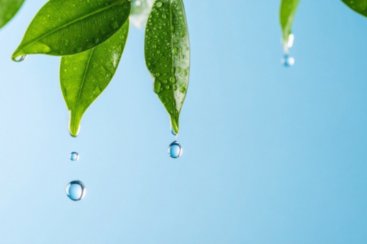 雨が上がった空としずくが滴り落ちる木の葉。