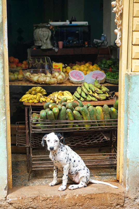 havanna, kuba, cuba, la habana, dalmatiner