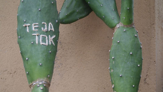 Cactus, Ubud, Indonesia