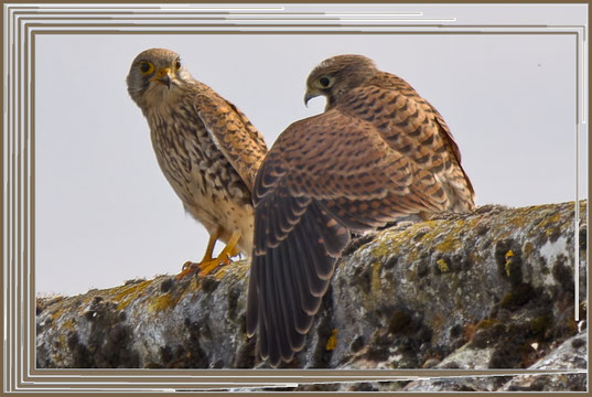 Das Turmfalkenweibchen mit einem Jungvogel