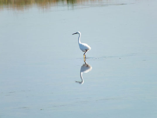 aigrette garzette dans l'étang d'Ingril