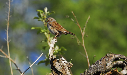 Singende Heckenbraunelle. Foto Thomas Wullschleger