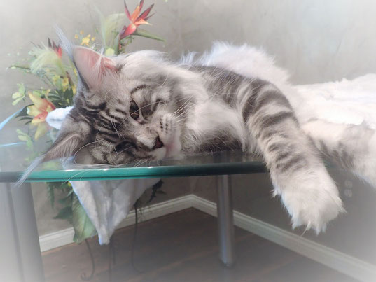 silver classic tabby maine coon cat