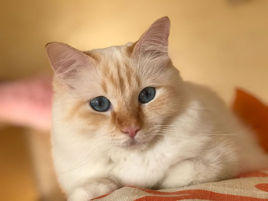 Caratteristiche Del Gatto Sacro Di Birmania Allevamento Gatto Sacro Di Birmania Veneto