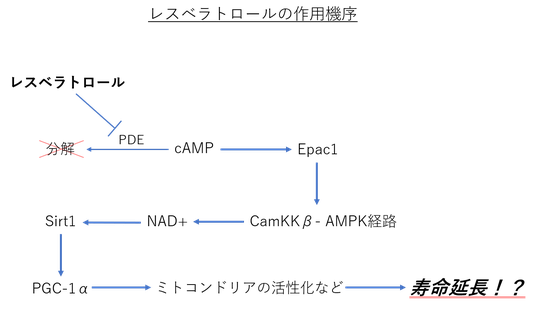 レスベラトロールの作用機序の図