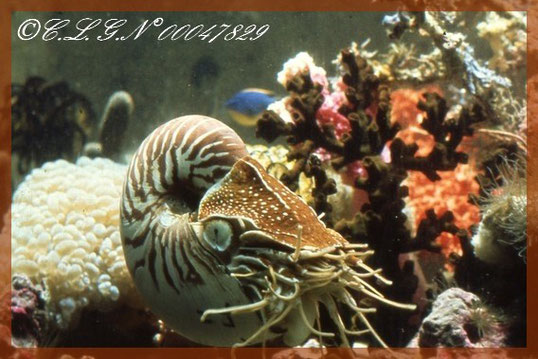 Et voilà un vrai             Nautilus vivznt dans les fonds sous-rins de la Nouvelle-Calédonie.....