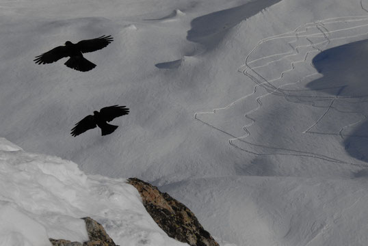 "Tu as vu ses traces, elle n'est pas en forme la gardienne, aujourd'hui...!" (cliquez pour agrandir)