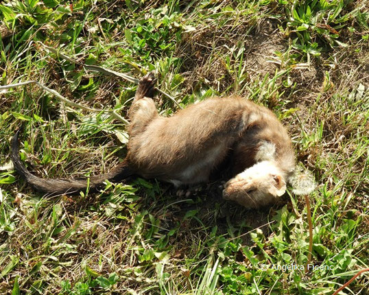  Steinmarder (Martes foina)  © Mag. Angelika Ficenc