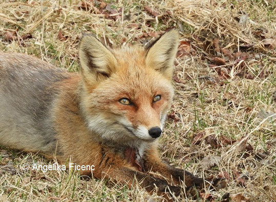 Rotfuchs März 2022 © Mag. Angelika Ficenc