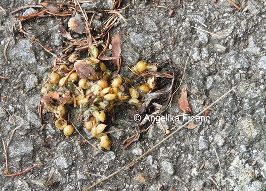 Ausgeschiedene Mistelbeeren, Oktober 2021 © Mag. Angelika Ficenc