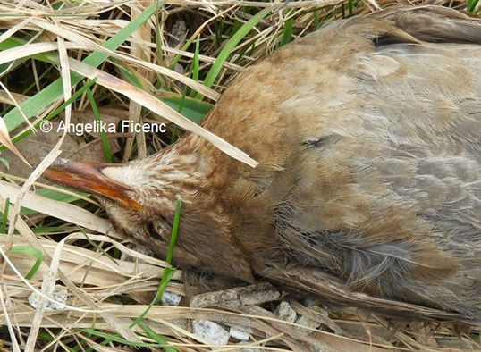 tote Amsel, Körperunterseite © Mag. Angelika Ficenc